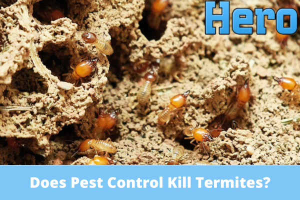 Does Regular Pest Control Kill Termites